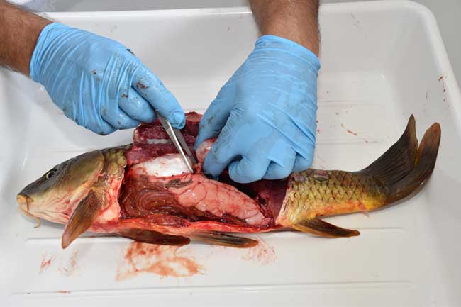 Recogida de muestras