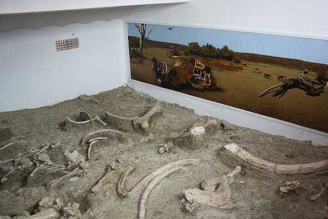 Yacimiento arqueopaleontológico de Ambrona