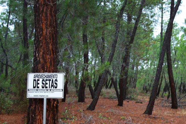 Aprovechamiento de setas